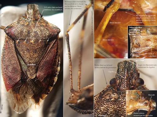 Réf. 236 630 : Halyomorpha halys
